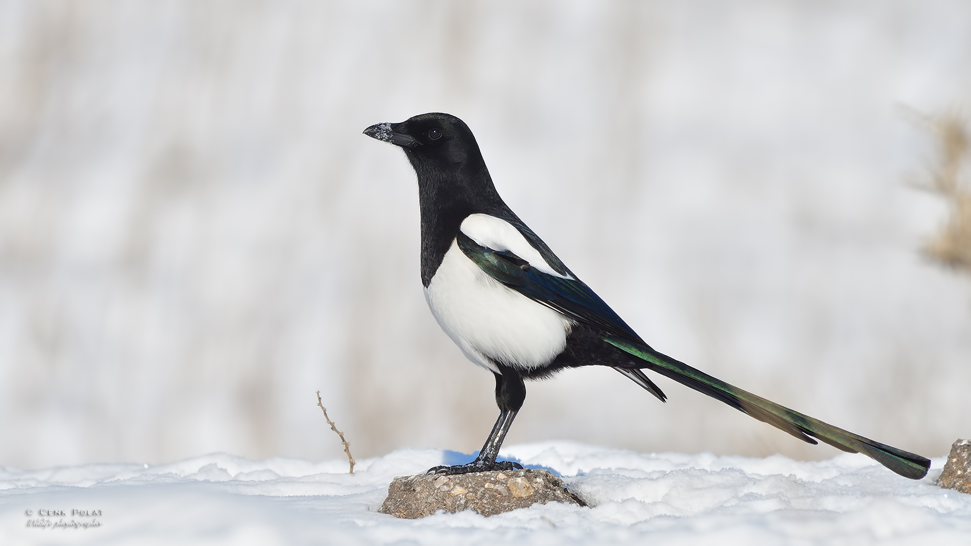 Eurasian Magpie